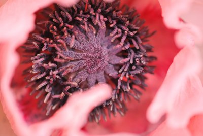 Papaver orientale - mák východní - detail květu